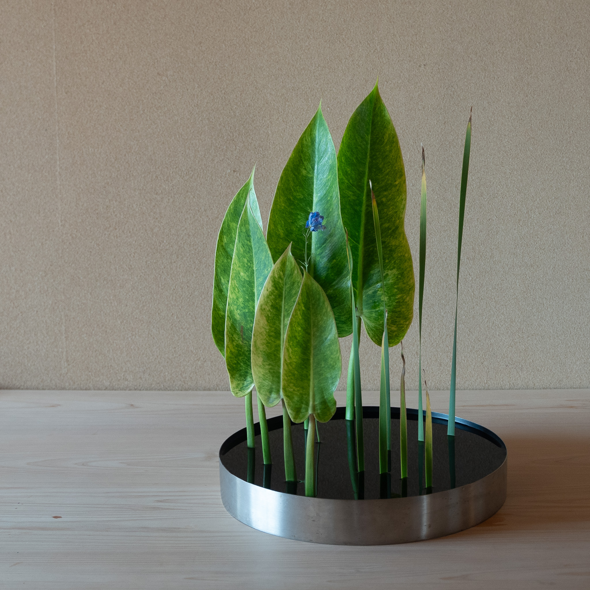 自由花
フィンデンドロン、がま、デルフィニウム