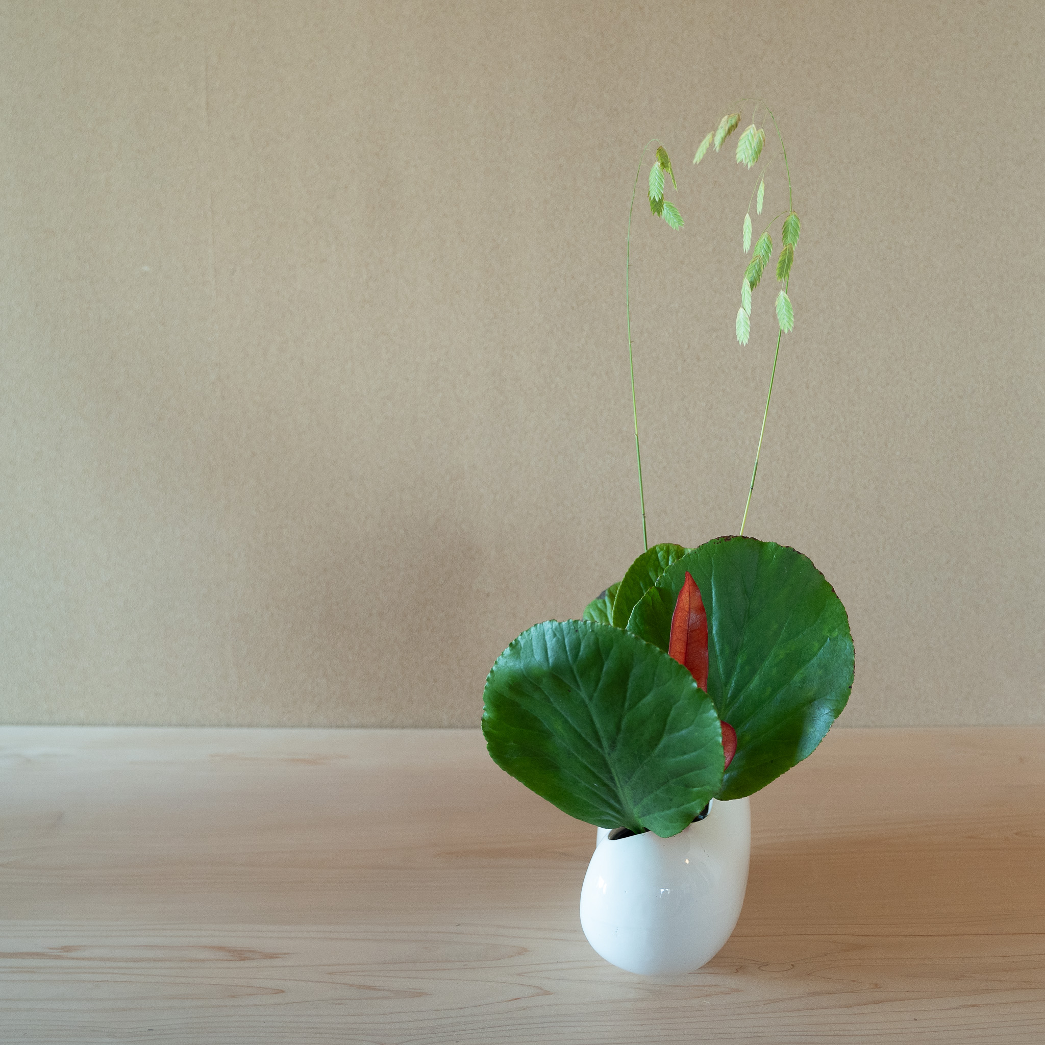 自由花
ヒマラヤユキノシタ、クロトン、小判草