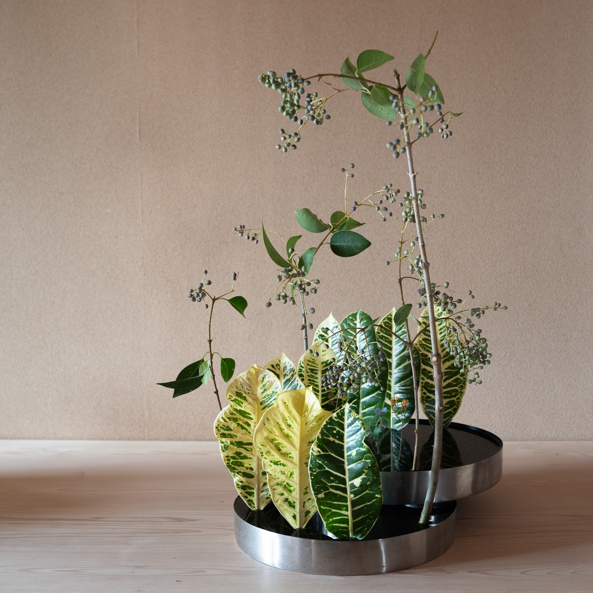 自由花
クロトン、ねずみもち、ワックスフラワー、オキシペタラム