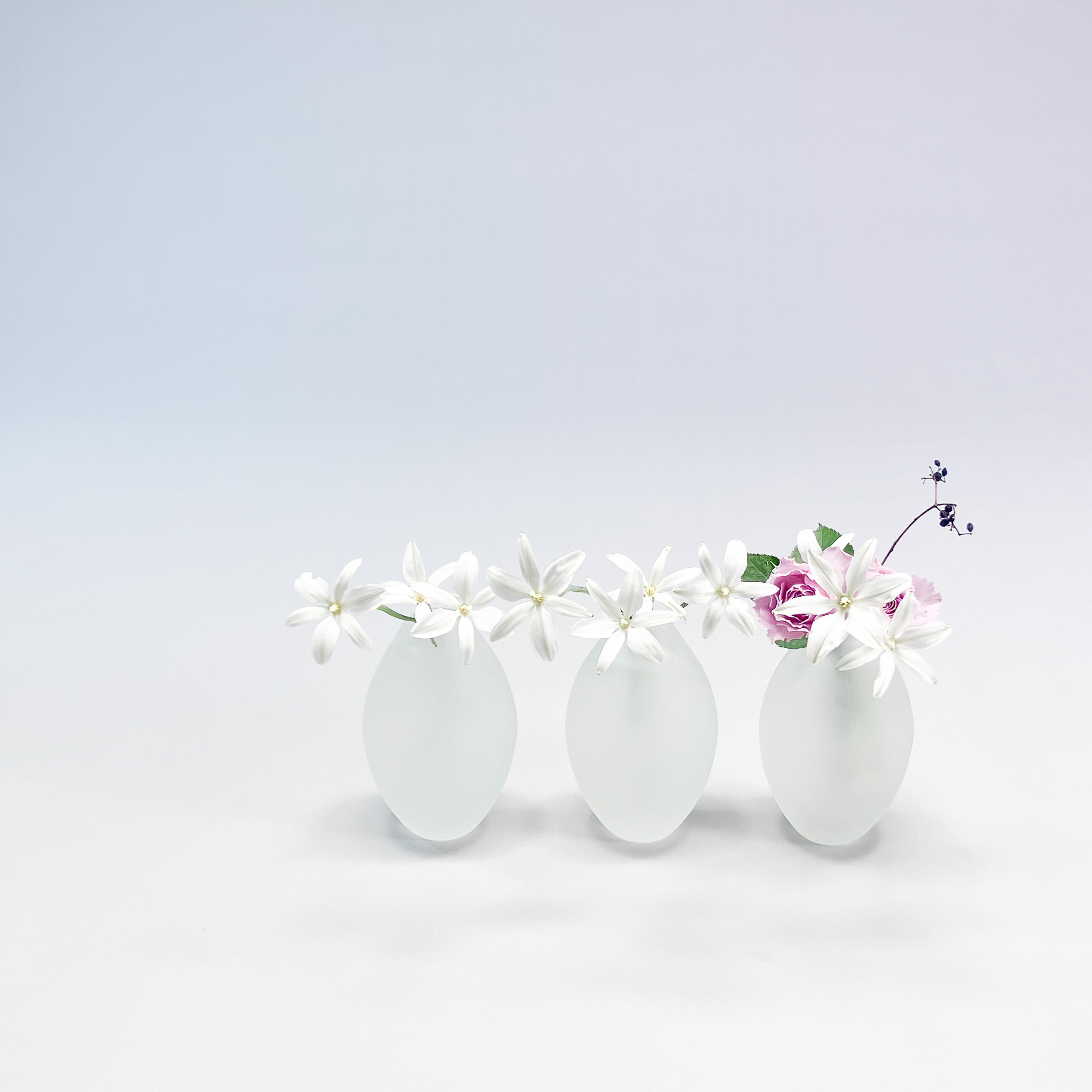 自由花
ミラ、ばら、こしあぶら